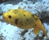 Black-Spotted Puffer